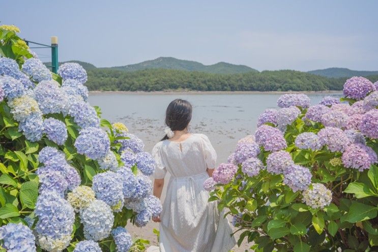 여수 카페 로스티아 / 여수 수국