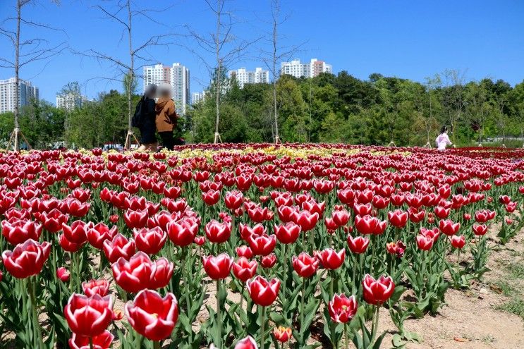 의정부 가볼만한곳 송산사지근린공원 4월 튤립 꽃구경