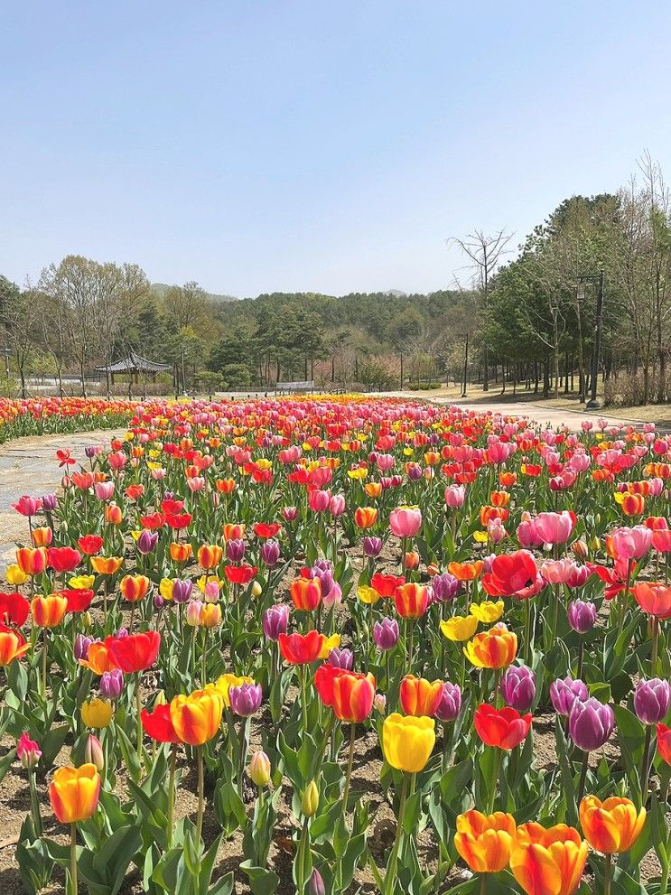 경기 의정부｜민락동 송산사지 근린공원 4월 튤립축제 주차정보