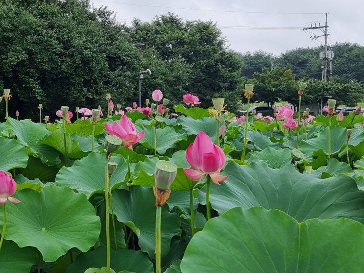 부여 궁남지와 부소산성