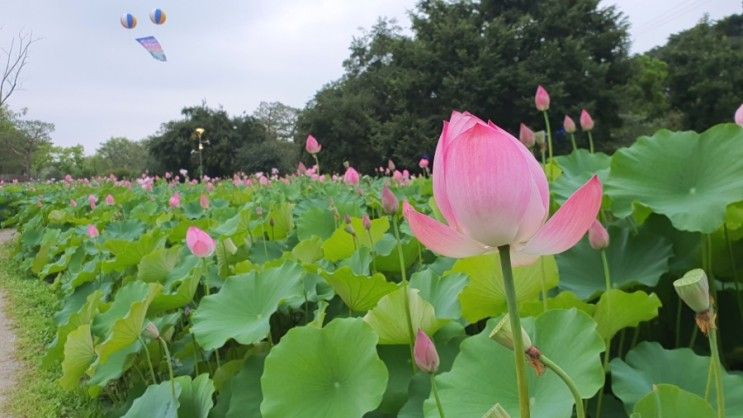 2023.7.12 부여 궁남지 - 서동연꽃축제 전야