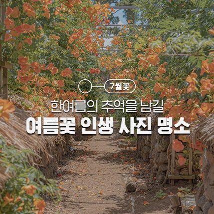 제주 비체올린, 전주 덕진공원, 부여 궁남지, 7월 가볼만한 곳