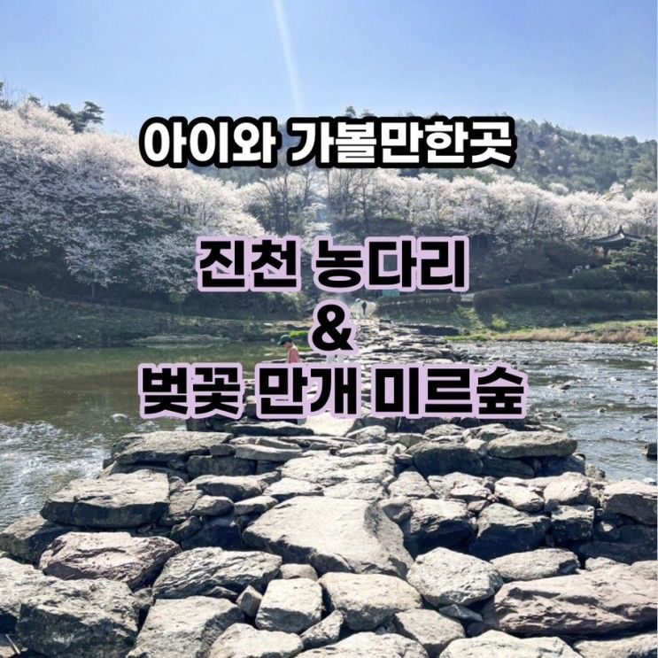 진천 농다리 , 벚꽃 만개의 미르숲과 출렁다리