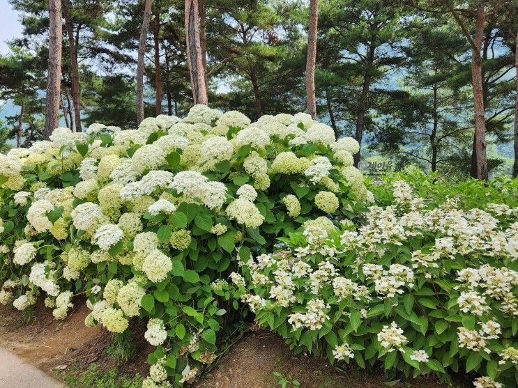 가평 자라섬 남도 꽃정원 사진 찍기 좋은 가볼만한곳