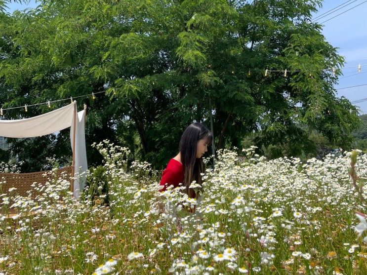 원주 카페 사진정원 데이지 꽃밭에 파묻혀보기