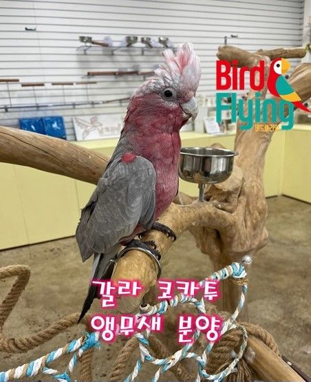 (서울, 구리, 의정부) 서울 노원 앵무새 카페 [버드 플라잉-노원점]