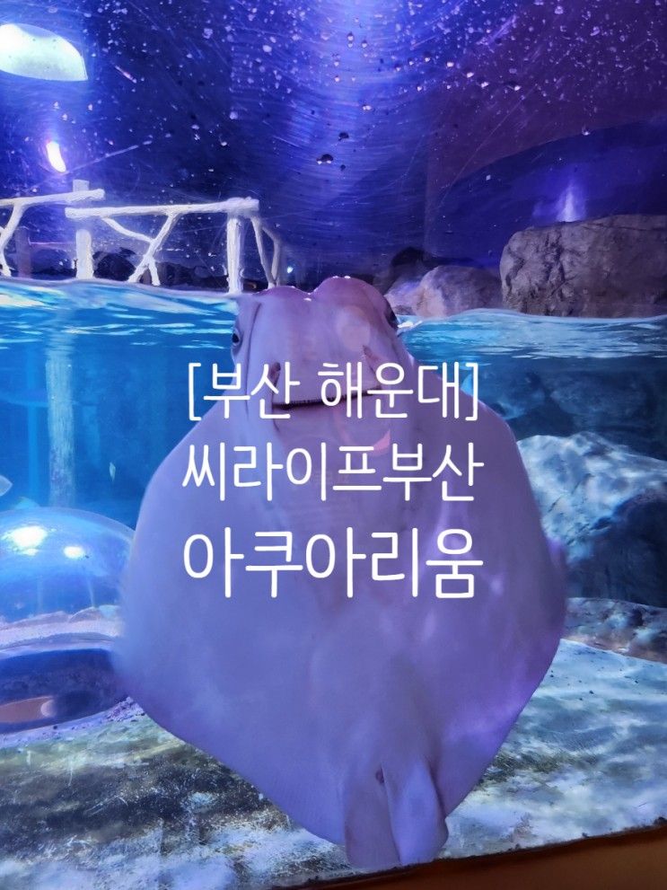 해운대 씨라이프 부산 아쿠아리움/ 부산 아이와 실내 가볼만한곳