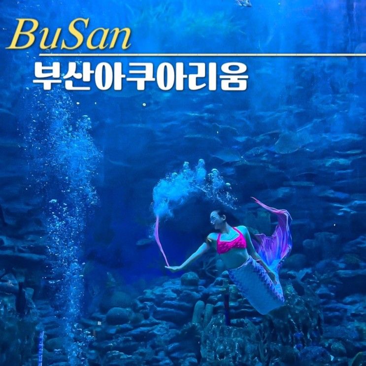 해운대가볼만한곳 부산아쿠아리움 (주차장 예매 할인 공연정보...