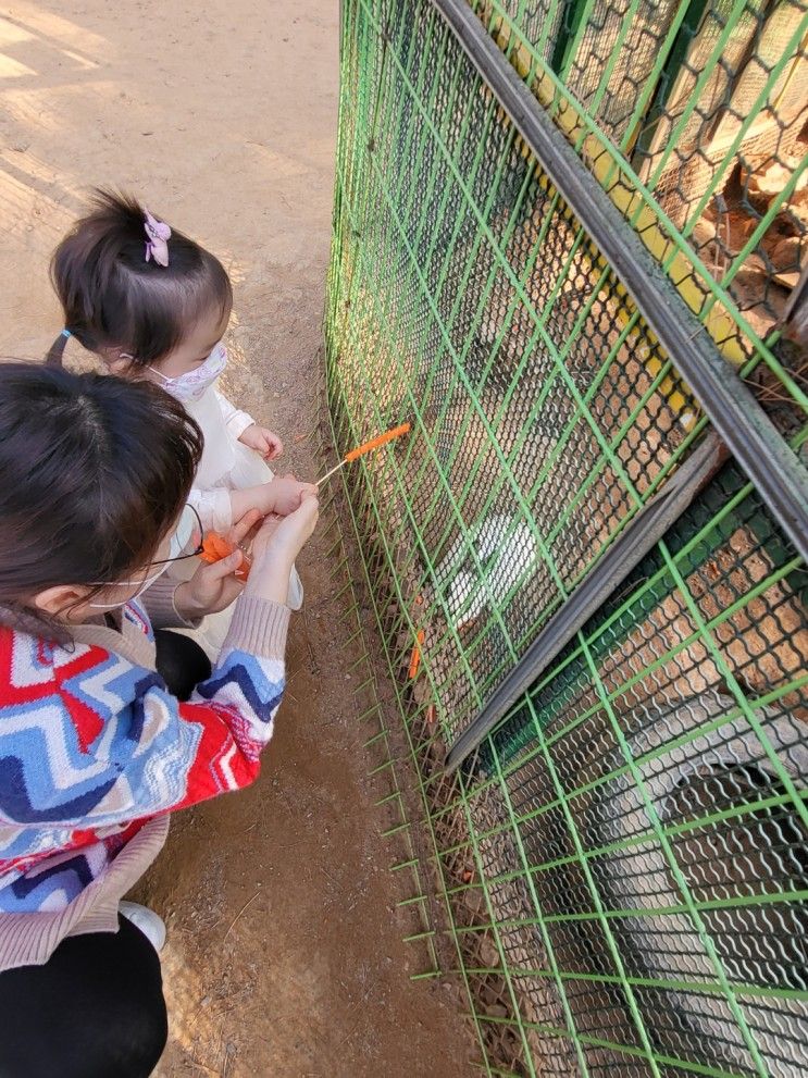 경기도 시흥 아이와 가볼만한 곳 용도수목원에서 동물먹이주기 체험하고 왔어요~