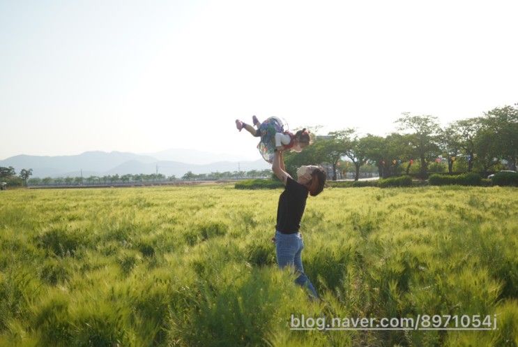 경주 분황사 청보리 지금이 제일 이쁘니 아이랑 꼭 가보세요...