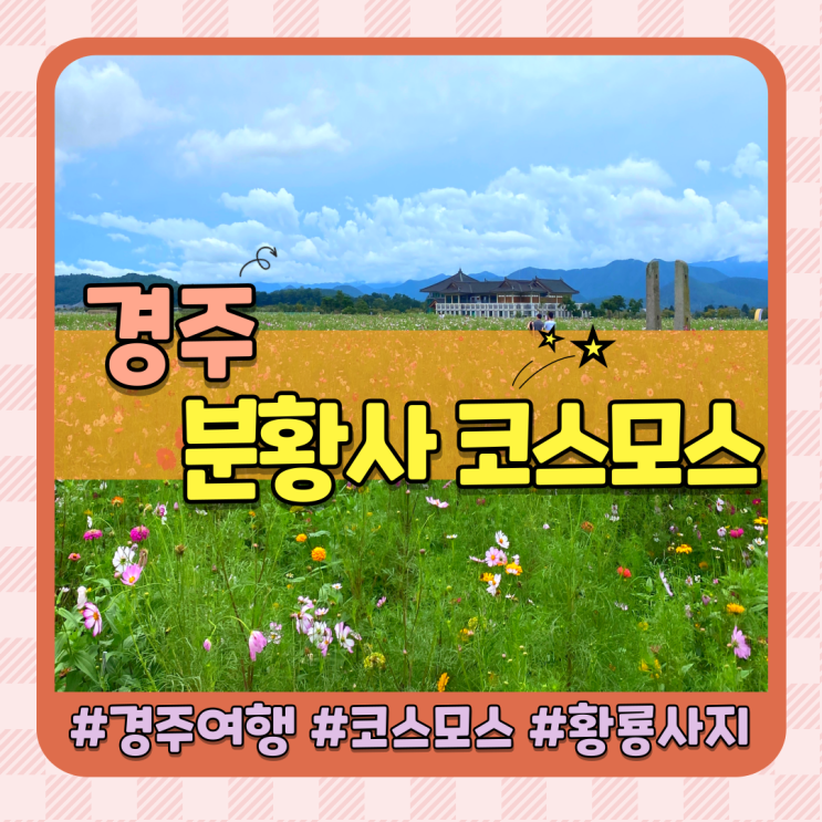 경주 분황사 코스모스 개화시기 및 백일홍 황룡사지