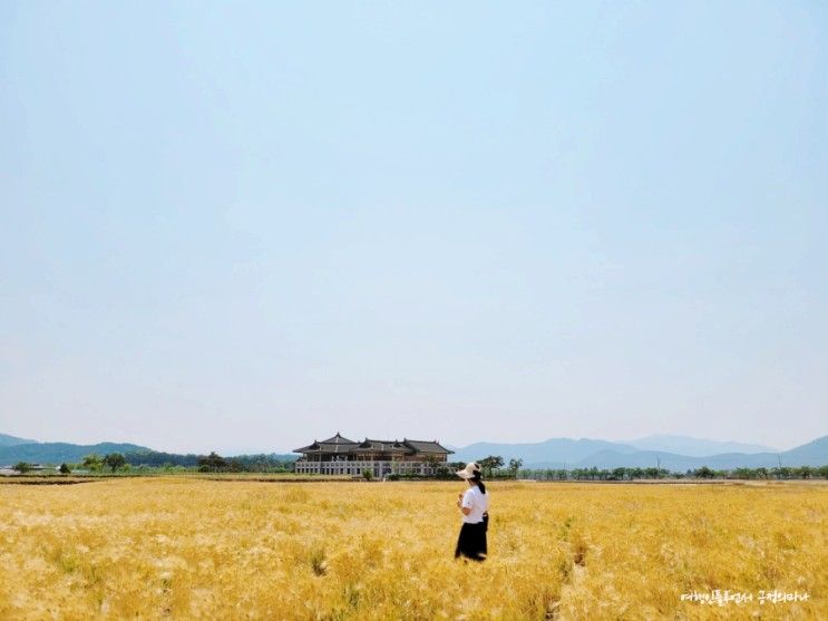 경주 분황사 모전석탑 청보리밭 힐링 데이트 코스