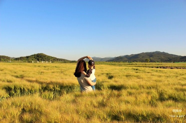 경주 청보리밭 분황사, 황룡사지, 경주 아이와 가볼만한 곳...