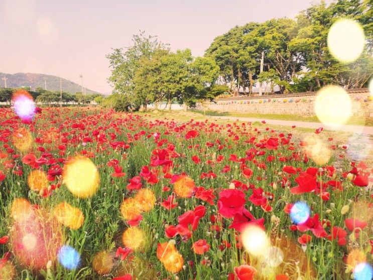 [아이랑 경주] 경주 분황사 양귀비꽃