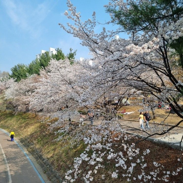 [분당 중앙공원]아이랑 벚꽃나들이 분당
