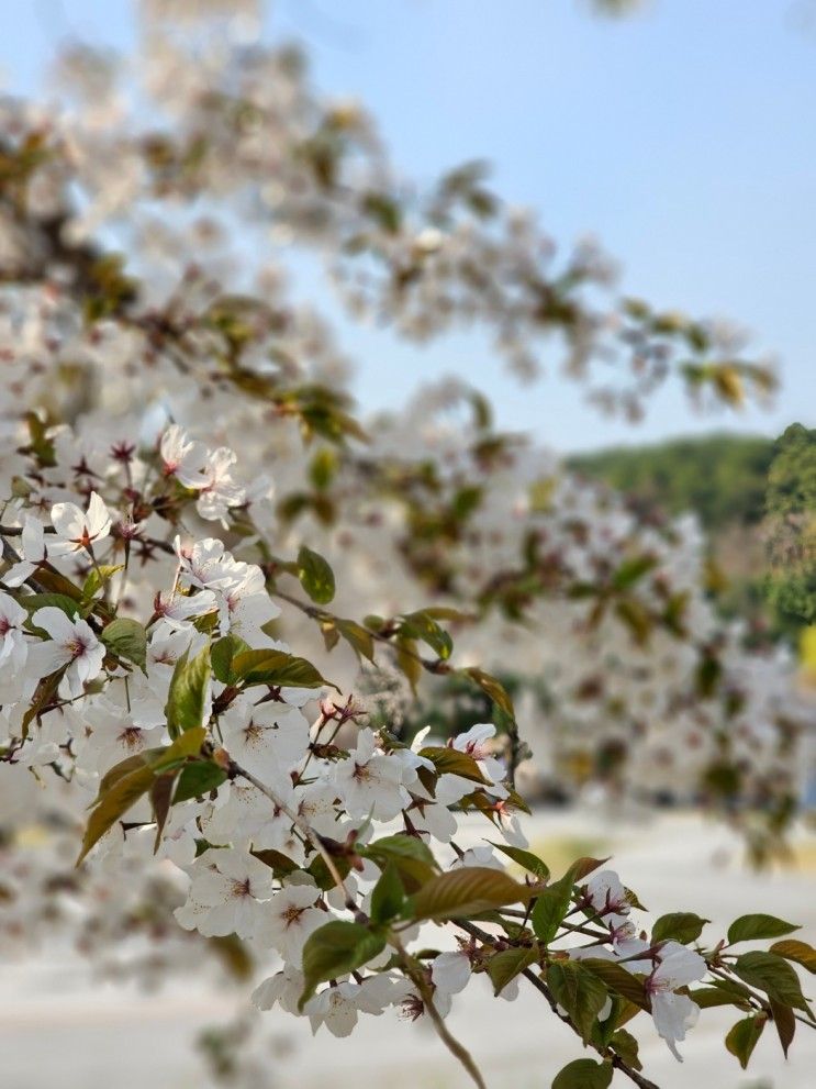 분당 중앙공원 벚꽃 나들이