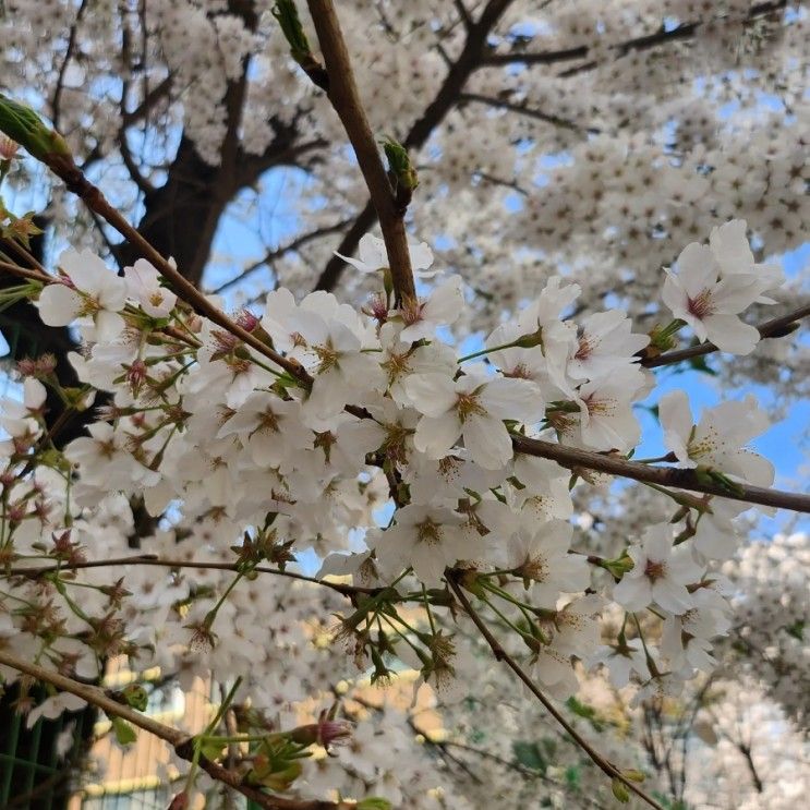 [분당중앙공원] 경기도분당벚꽃명소 아이와 나들이 하기좋은...