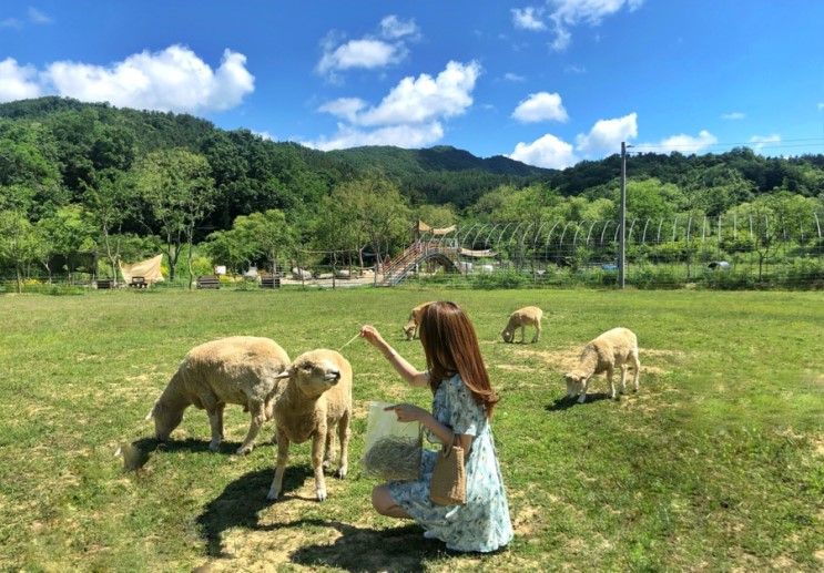 여행코스추천, 양평 가볼만한곳(두물머리,카페수수,양떼목장...