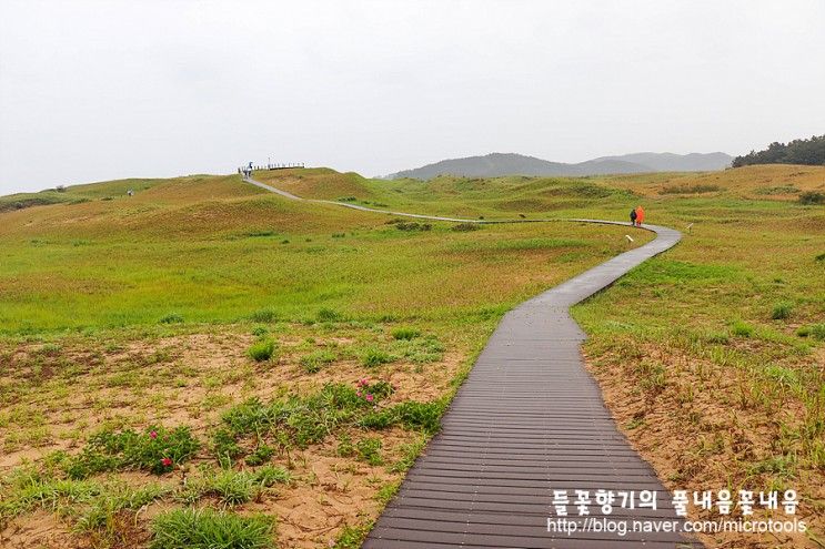 태안 가볼만한곳 / 신두리 해안사구 모래언덕과 초원 산책