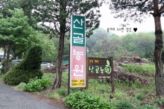 가평 유명산 어비계곡 맛집 '산골농원' 솥뚜껑 닭전골