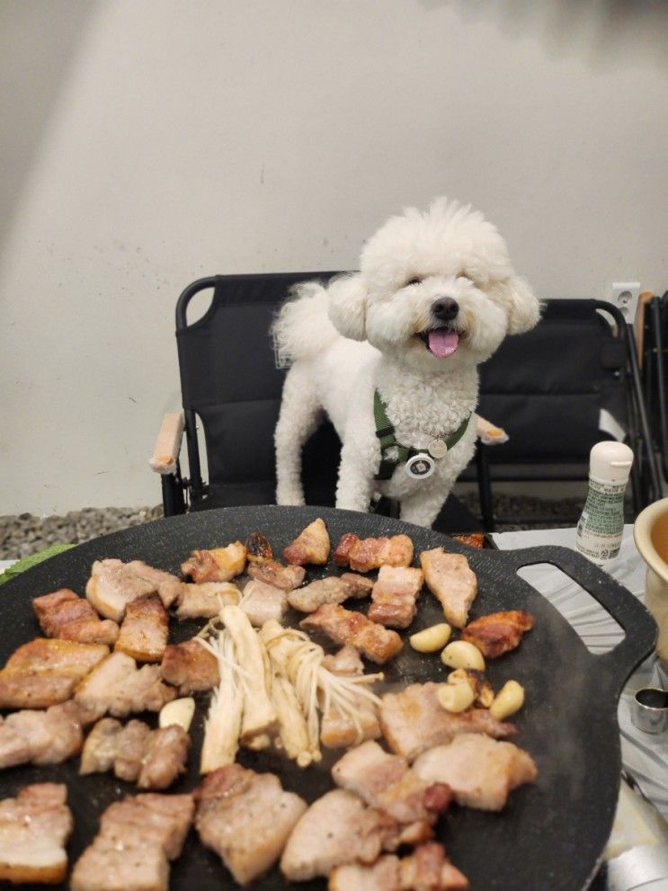 [청주] 남이면 물놀이장이 있는 애견동반 바베큐장, 다이닝포레