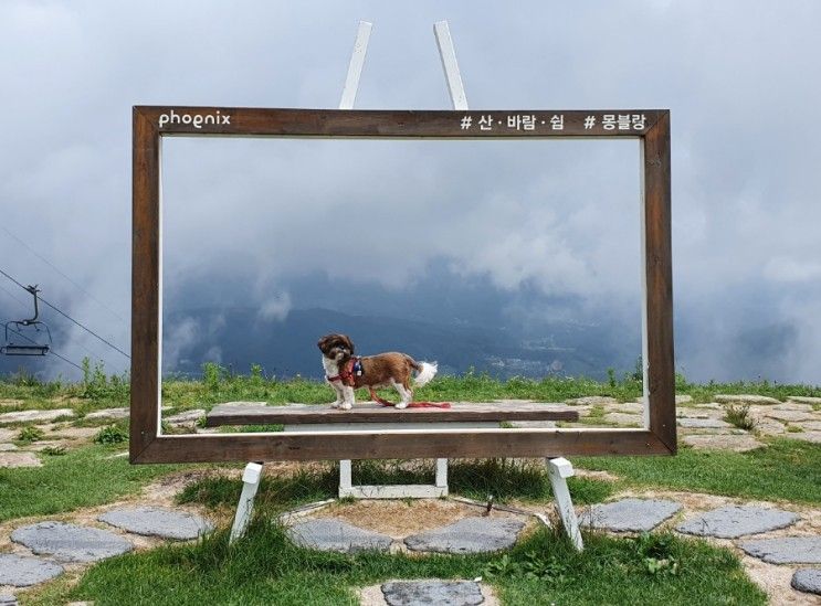 평창 휘닉스파크 몽블랑 곤돌라 [반려견동반]