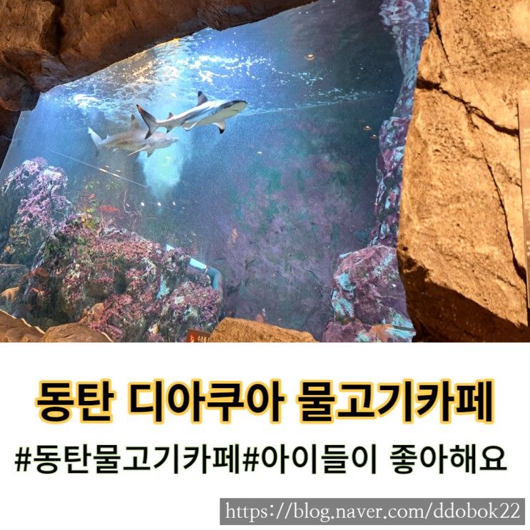 동탄 디아쿠아 물고기 수족관 카페 롯데백화점 아기랑 가볼...