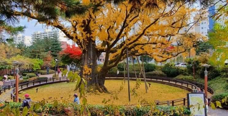 서울 가볼만한곳 연산군묘 원당샘공원 은행나무 단풍