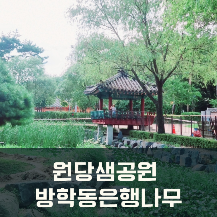 어우러지는 도봉구 문화명소 원당샘공원 서울방학동 은행나무
