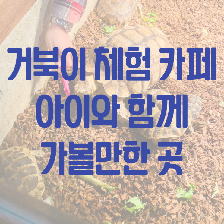 판교 거북이 카페 아이와 실내 가볼만한 곳 (파미어스몰 거부기앤쿠펫)