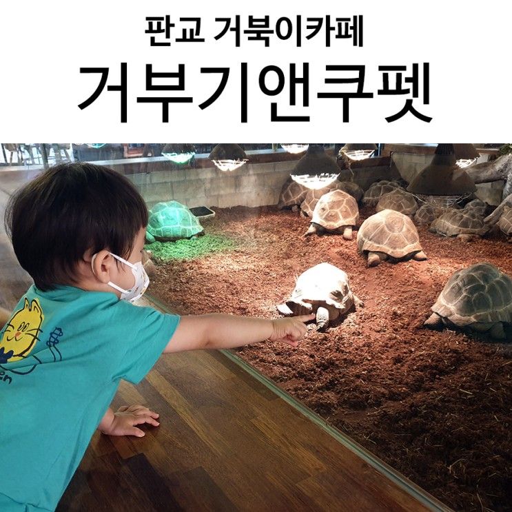 판교 거북이카페, 거부기앤쿠펫 아이랑 실내 체험