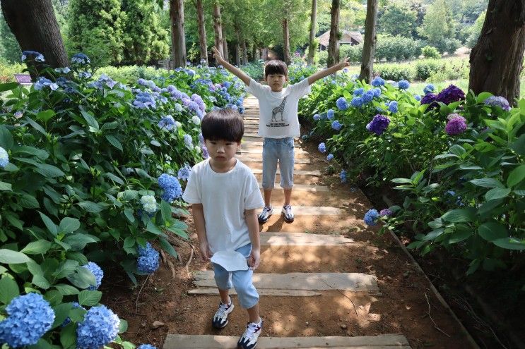 [여행] 7월의 수국 정원. 땀 흘린 보람이 있다.(태안 팜카밀레)