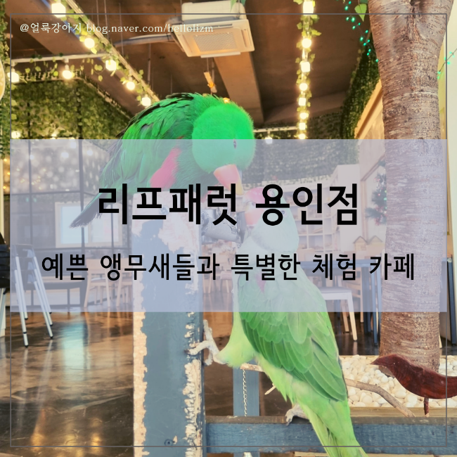 리프패럿 용인점, 앵무새들과 교감, 체험, 그리고 실내놀이터까지