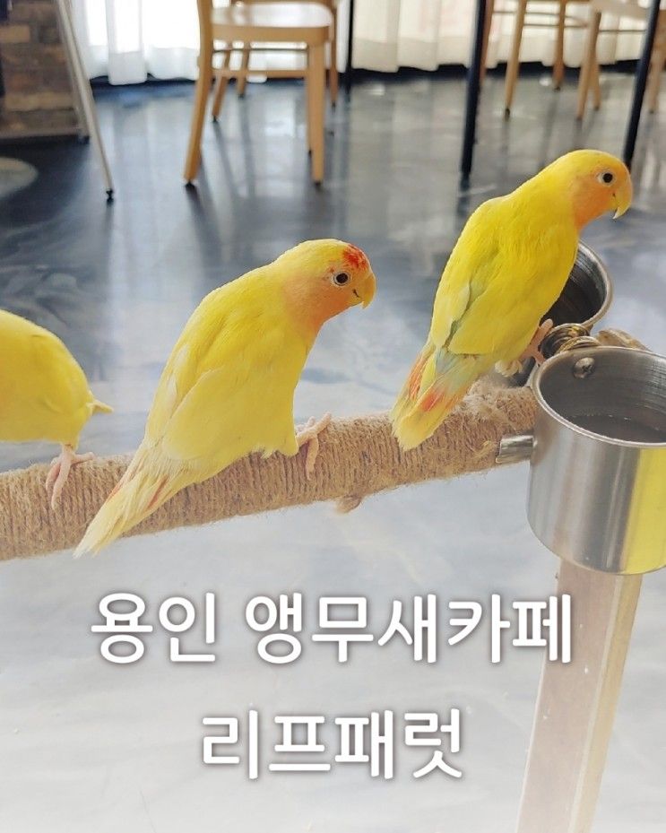 용인 이색카페 리프패럿 용인점 체험하고 왔어요