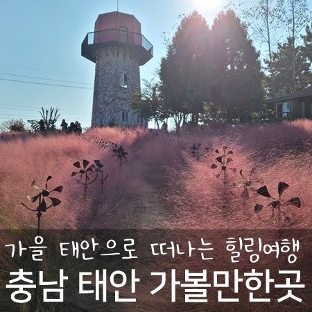 태안 가볼만한곳 팜카밀레 등 가을여행