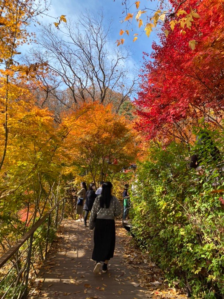 아이와 함께가는 단풍놀이는 곤지암 화담숲 🍁🍂