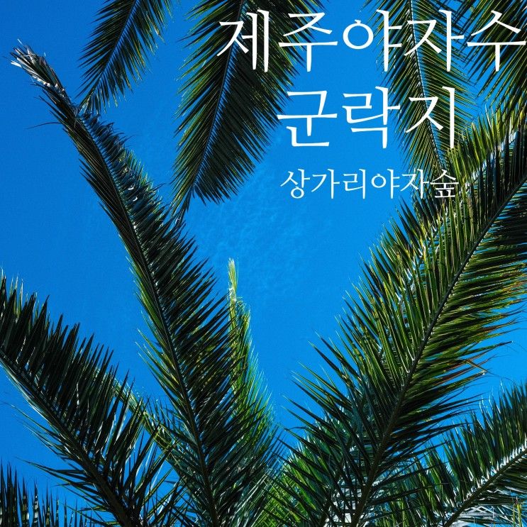 제주 야자수 군락지 상가리 야자숲