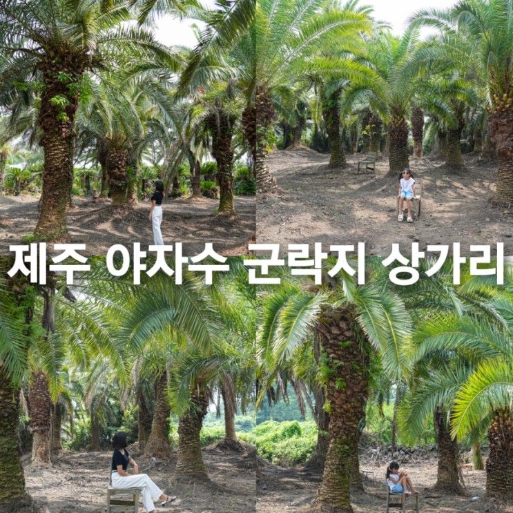 제주도 사진명소 제주 야자수 군락지 상가리야자숲