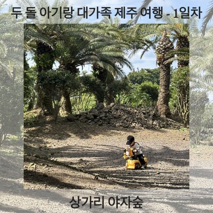 돌 아기랑 제주 여행] 애월 아기랑 가기 좋은 “상가리야자숲”