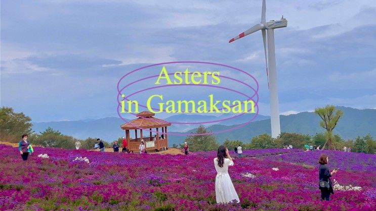 가을 꽃구경 : 거창 아스타국화 in 감악산풍력단지 꽃축제