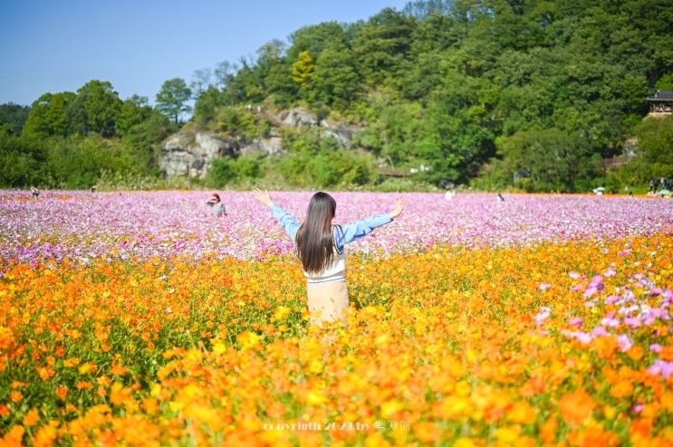 9월 10월 국내 여행지 추천 가을꽃축제 거창 감악산 7곳