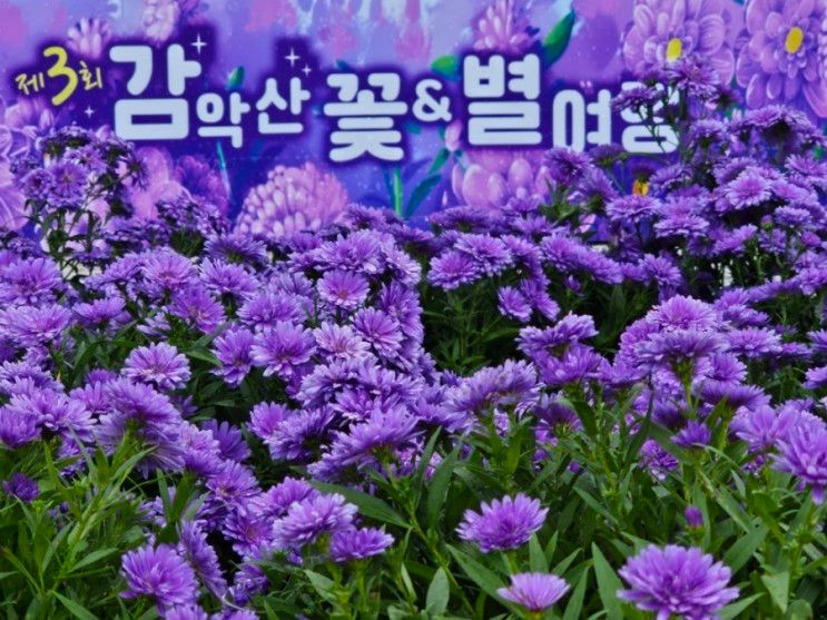 보랏빛 고운 아스타국화 만발한 거창 감악산 꽃 & 별 여행 축제