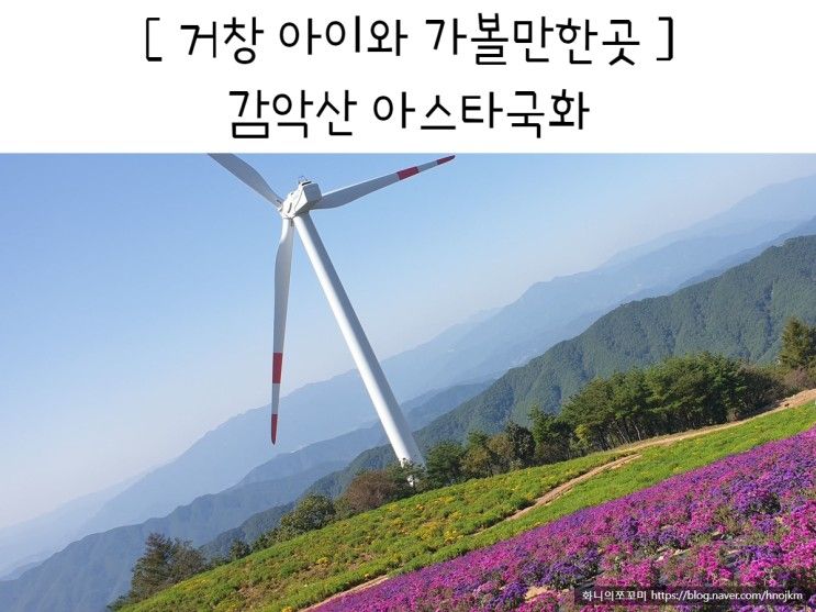 경남 거창 감악산 아스타국화 아이와 가볼만한 꽃나들이 장소로 추천, 보라보라해💜