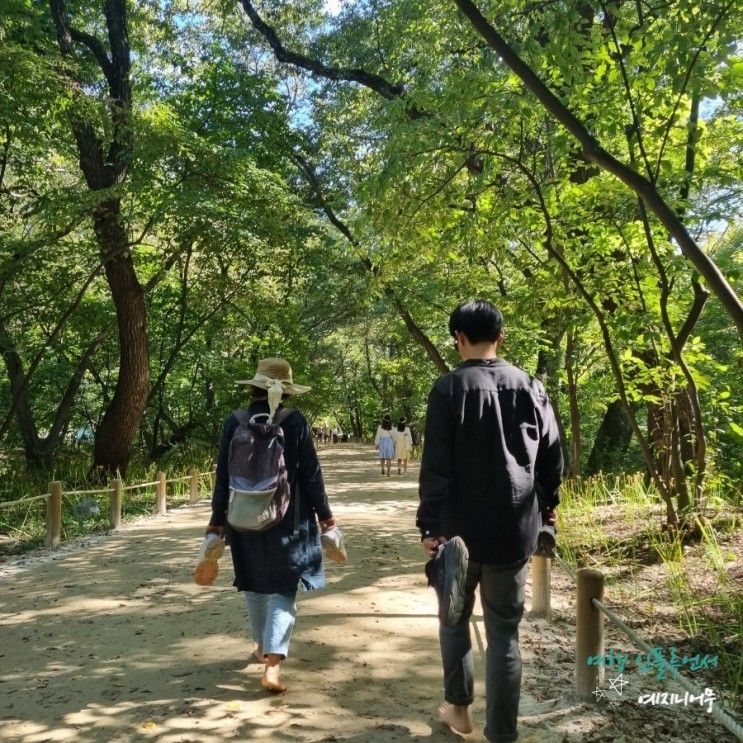 경남 가을여행 가볼만한곳 함양 상림공원 꽃구경/맨발걷기