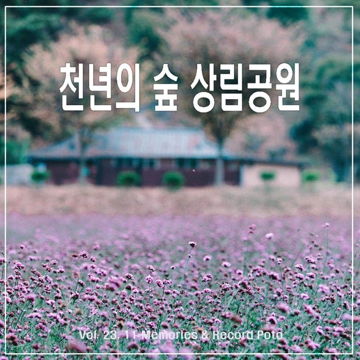 함양 상림공원 천년의 숲 ; 가을 단풍 개천길, 숲길, 꽃길로 ~