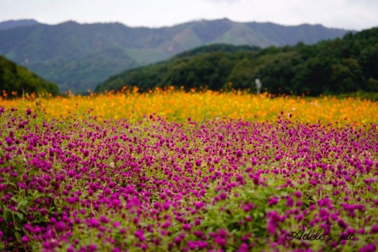 함양 상림공원 '오색 꽃바다'