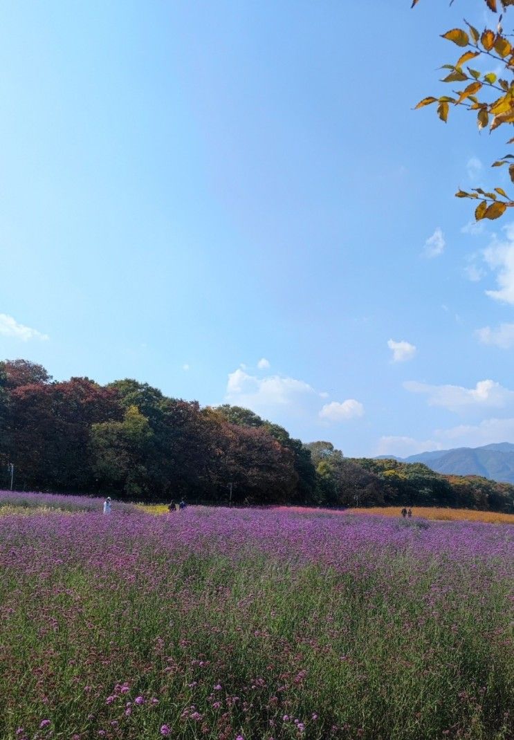 경남 함양 === 상림공원