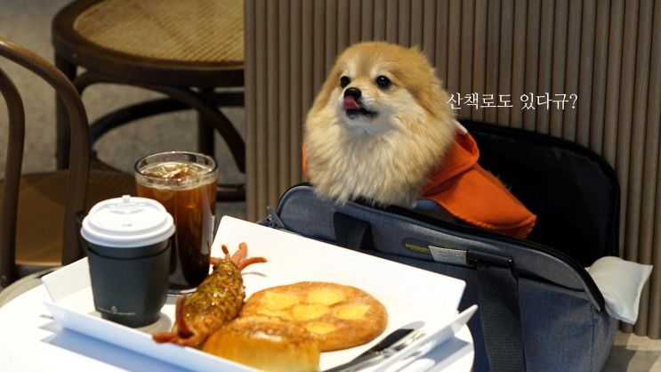 가평 애견동반 카페 산책로까지 완벽한 자잠157