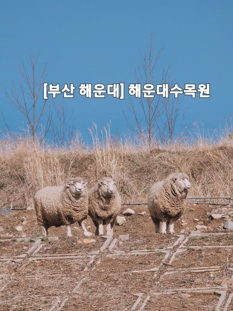 [부산 해운대] 아이와가볼만한 해운대수목원 양떼 만나기