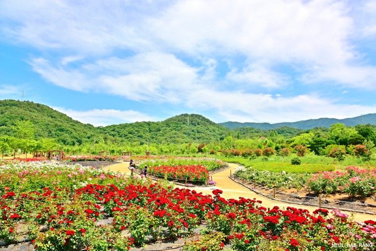 부산 해운대수목원 장미원 장미 만발 6월 1일 방문기 & 부산 아이와 가볼만한곳 & 부산 6월 꽃구경 가볼만한곳 ...